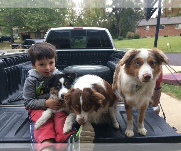 Medium Photo #1  Breeder Profile in SAINT CLAIR, MO, USA