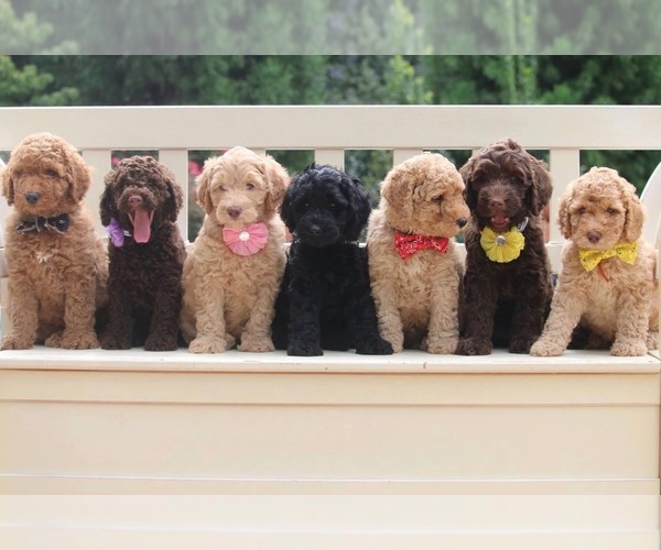 Medium Photo #1  Breeder Profile in GREENSBORO, NC, USA