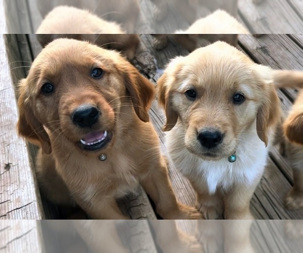 Medium Photo #1  Breeder Profile in MOORE, OK, USA