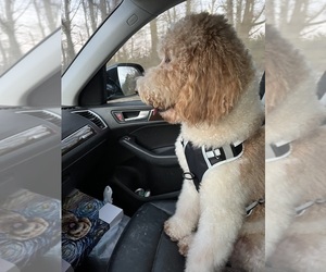 Aussiedoodle Miniature  Dog Breeder near TEMPLE, GA, US