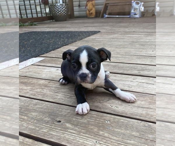 Medium Photo #7  Breeder Profile in FREDONIA, KS, USA