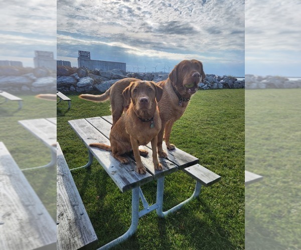 Medium Photo #60  Breeder Profile in BUFFALO, NY, USA