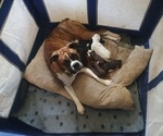 Small #6 Breeder Profile image