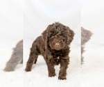 Small #26 Breeder Profile image