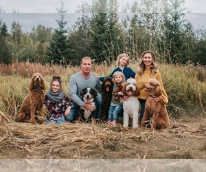 Main photo of F2 Aussiedoodle Dog Breeder near Prince George, British Columbia, Canada