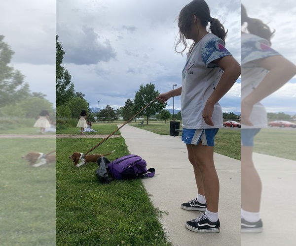 Medium Photo #1  Breeder Profile in DENVER, CO, USA