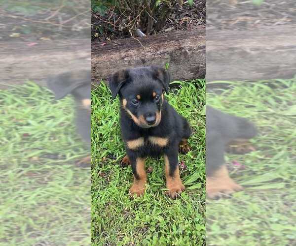 Medium Photo #1  Breeder Profile in JOPLIN, MO, USA