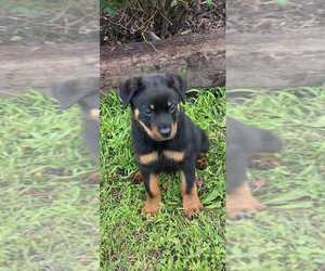 Rottweiler Dog Breeder near JOPLIN, MO, US