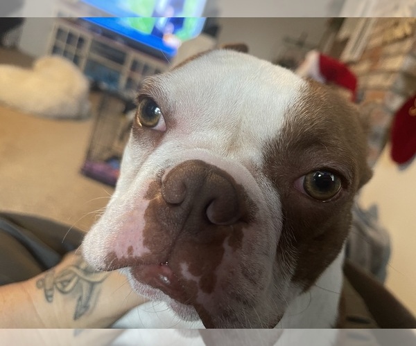 Medium Photo #7  Breeder Profile in VACAVILLE, CA, USA