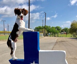 Main photo of English Springer Spaniel Dog Breeder near MUENSTER, TX, USA