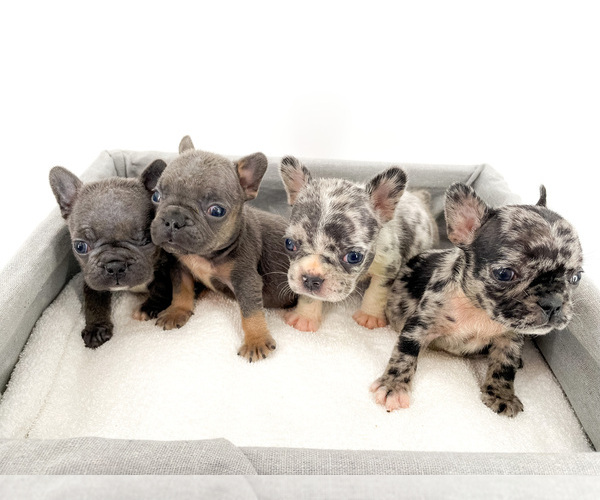 Medium Photo #6  Breeder Profile in ORLANDO, FL, USA