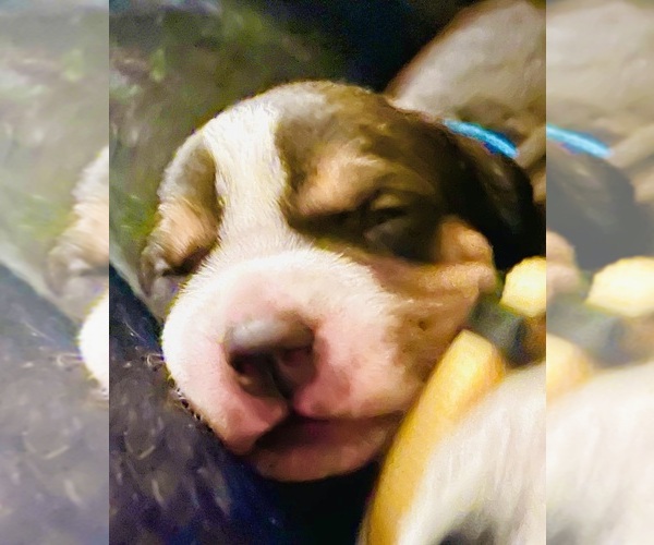 Medium Photo #15  Breeder Profile in FORT MITCHELL, AL, USA