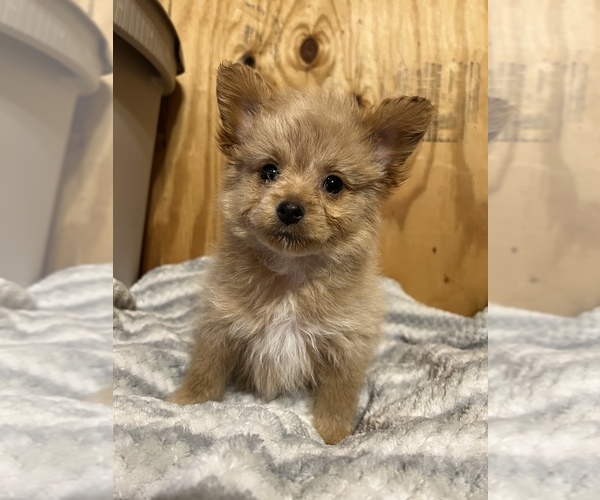 Medium Photo #1  Breeder Profile in CANTON, TX, USA