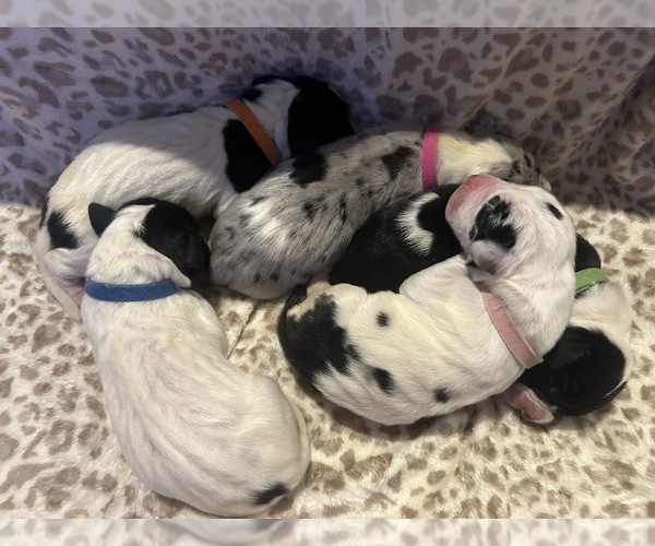 Medium Photo #1  Breeder Profile in LOVELAND, CO, USA