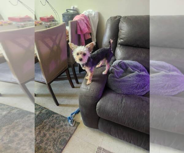 Medium Photo #1  Breeder Profile in EXCELSIOR SPRINGS, MO, USA