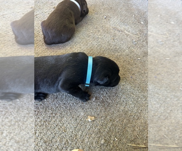 Medium Photo #13  Breeder Profile in GOODSON, MO, USA