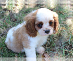 Small #86 Breeder Profile image