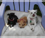 Small #52 Breeder Profile image