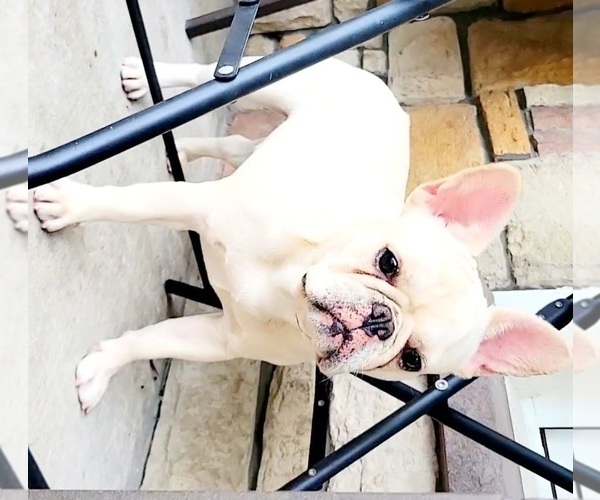 Medium Photo #1  Breeder Profile in ORLANDO, FL, USA