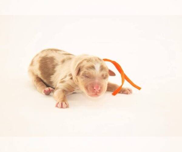Medium Photo #12  Breeder Profile in PLACERVILLE, CA, USA