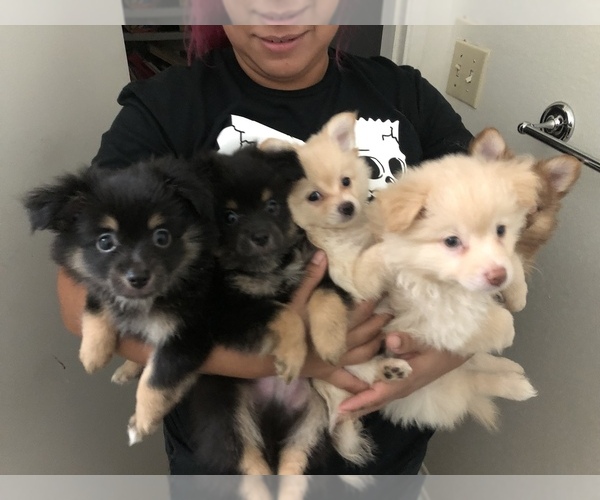 Medium Photo #1  Breeder Profile in ANAHEIM, CA, USA