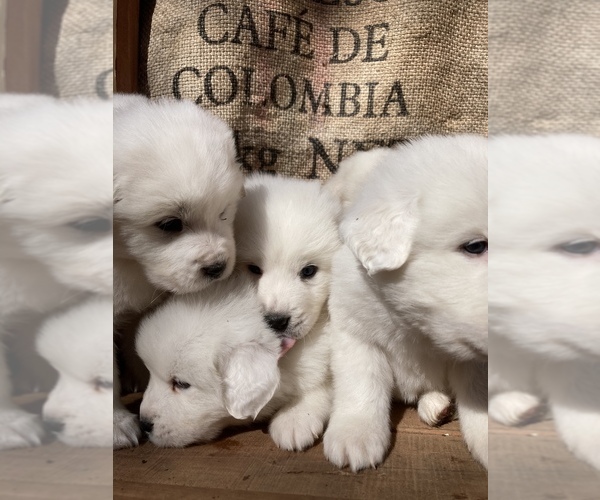 Medium Photo #1  Breeder Profile in MARBLE FALLS, AR, USA