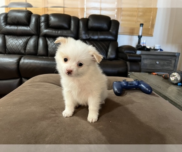 Medium Photo #1  Breeder Profile in LANCASTER, CA, USA