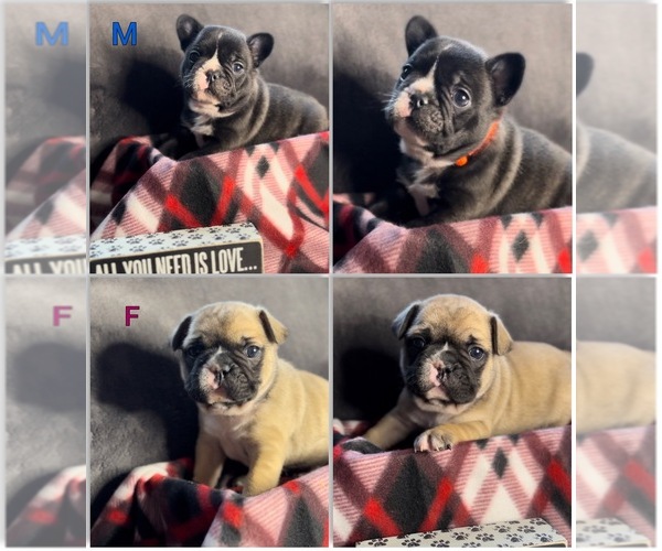Medium Photo #1  Breeder Profile in STRATHAM, NH, USA