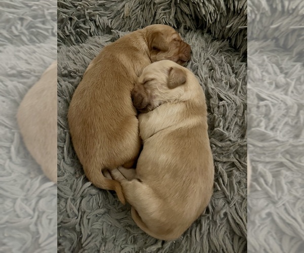 Medium Photo #15  Breeder Profile in SWEETWATER, TN, USA
