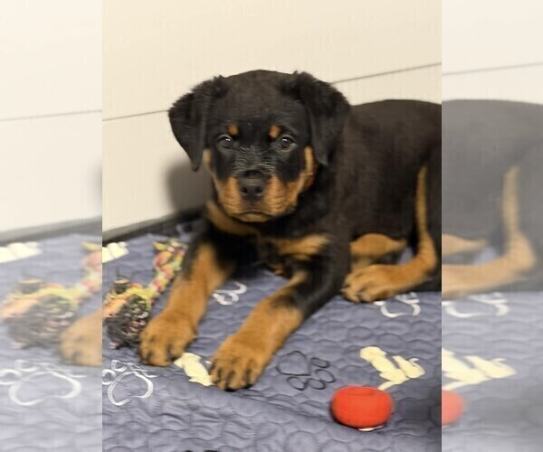 Medium Photo #4  Breeder Profile in O FALLON, MO, USA