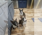 Small breeder photo