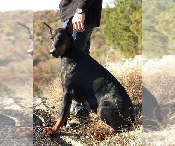 Medium Photo #5  Breeder Profile in FREDERICKTOWN, MO, USA