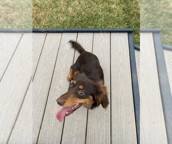 Medium Photo #1  Breeder Profile in ROANOKE, VA, USA