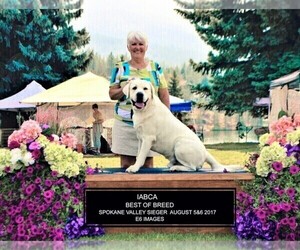 Labrador Retriever Dog Breeder near COEUR D ALENE, ID, USA