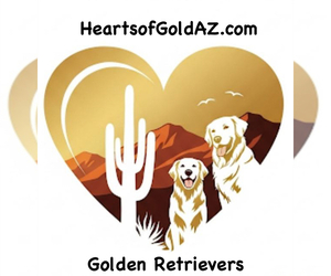 English Cream Golden Retriever Dog Breeder near YUMA, AZ, USA