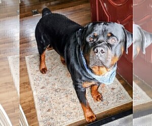 Rottweiler Dog Breeder near ESTILL SPRINGS, TN, USA