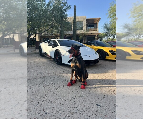 Medium Photo #15  Breeder Profile in PHOENIX, AZ, USA