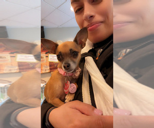 Chihuahua Dog Breeder near PALM COAST, FL, USA