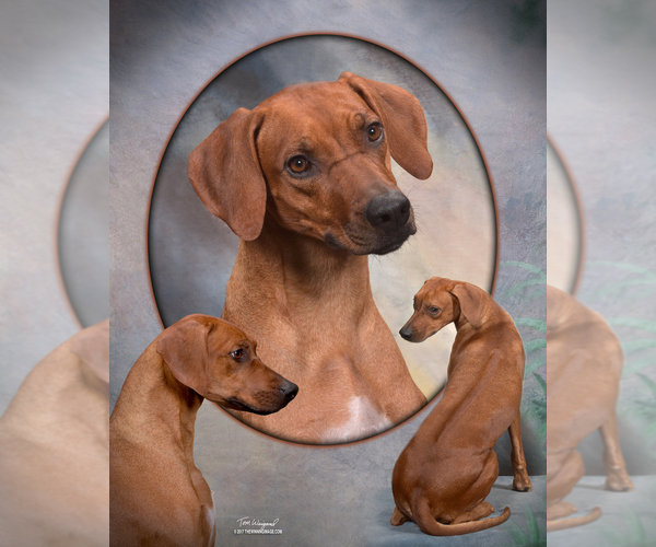 Medium Photo #7  Breeder Profile in CALDWELL, TX, USA