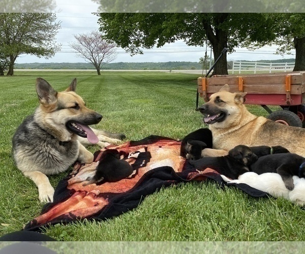 Medium Photo #1  Breeder Profile in RISING SUN, IN, USA