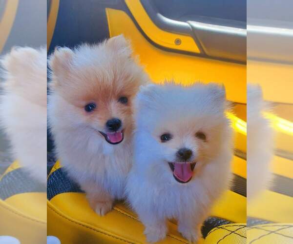 Medium Photo #2  Breeder Profile in MONTGOMERY, TX, USA