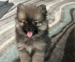 Small #2 Breeder Profile image