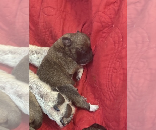 Medium Photo #34  Breeder Profile in LULING, TX, USA