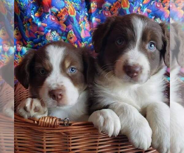 Medium Photo #1  Breeder Profile in WINTON, CA, USA