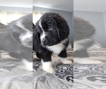 Small #53 Breeder Profile image