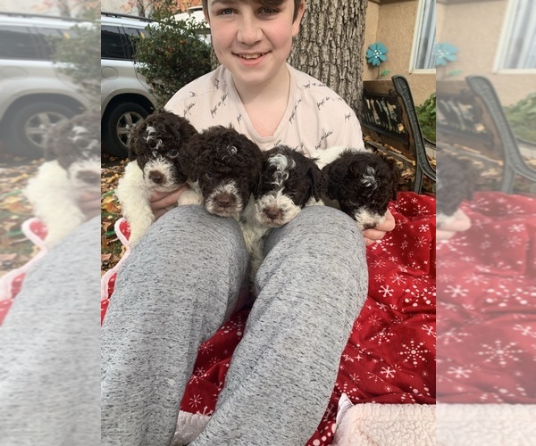 Medium Photo #55  Breeder Profile in YUBA CITY, CA, USA