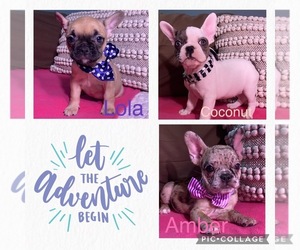 Main photo of French Bulldog Dog Breeder near JERSEY CITY, NJ, USA