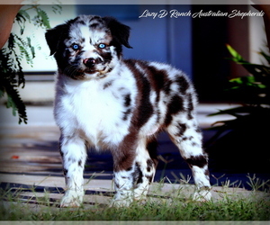Australian Shepherd Dog Breeder in PIMA,  USA