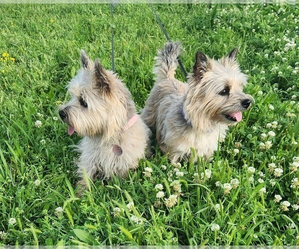 Medium Photo #2  Breeder Profile in FORNEY, TX, USA