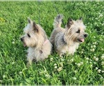 Small #1 Breeder Profile image